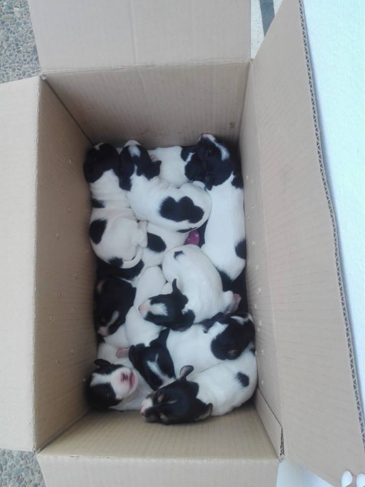 siviaromera1's tweet photo. URGENTE SE VAN A MORIR SINO SE ENCUENTRAN NODRIZAS Y PROTECTORAS EN SEVILLA QUE SE HAGAN CARGO
Los acabamos de encontrar tendran una semana más o menos
Necesito ayuda urgente
En un caja en la calle al lado del cole de mis peques
Palomares del Río Sevilla
693635927 Merchi https://t.co/ndz4rZl2qn