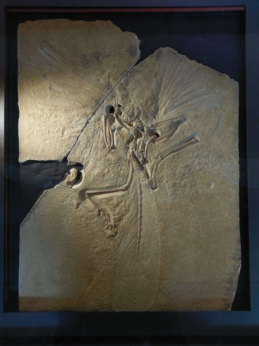 OliverDemuth's tweet photo. Slab and counter slab of the London specimen of #Archaeopteryx, NHMUK PV OR 37001. This is the #neotype of Archaeopteryx lithographica. #FossilFriday https://t.co/I4U3xstedX