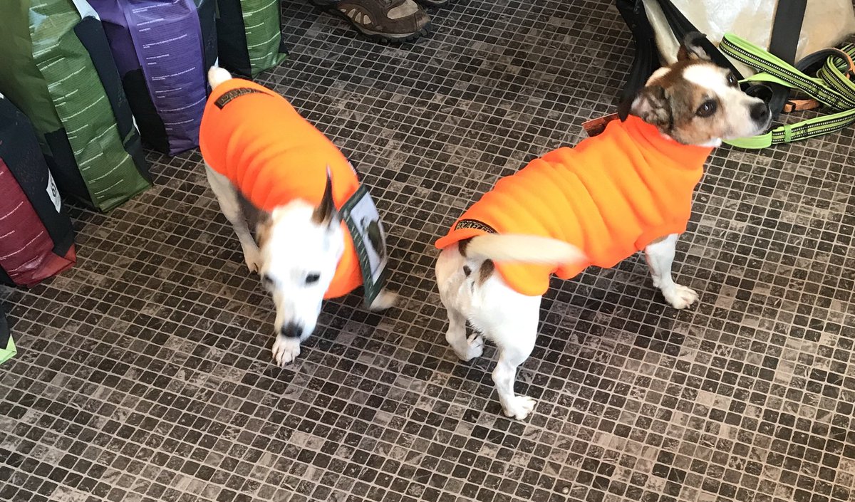 Orange has been very popular this week but we love it too #edinburgh #shoplocal #porty #beach #dogtreats #dogbakery