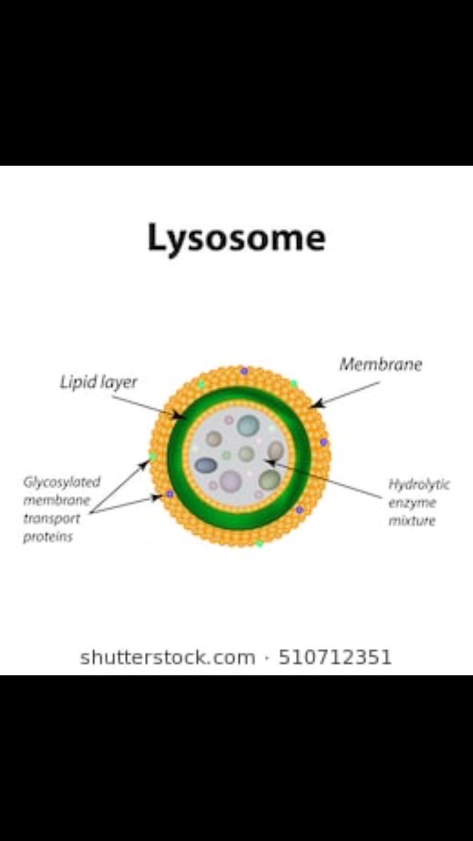 VVesicles's tweet photo. Here is some of our many types of vesicles, lysosomes help break down our ingestion material #bertapbio #voteforvesicles https://t.co/Dp6WtWkiYM