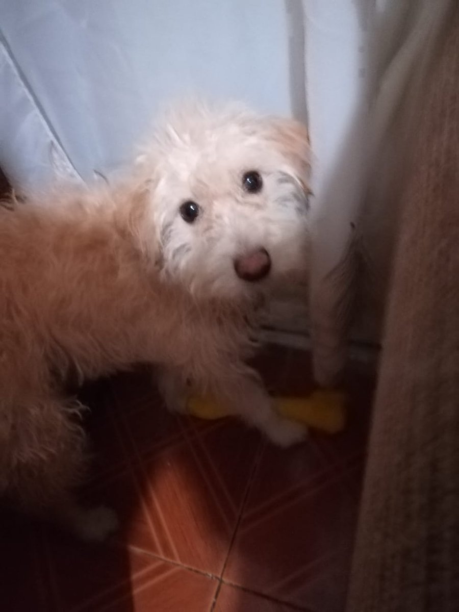 BuscandoTequila's tweet photo. Tequila es parte de mi familia y sin importar el tiempo que pase nunca dejaremos de buscarla. Se extravió el miercoles 19 de septiembre por la noche en la colonia Anáhuac CDMX. Cualquier Informe al 044-55 3793 8683
#BuscandoATequila #PerritaPerdida  #PerritosPerdidosCDMX https://t.co/68qZq7whHa
