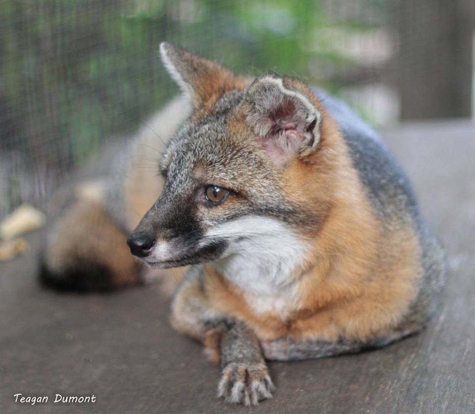 CincinnatiZoo's tweet photo. Welcome our new grey fox, Nutmeg! Also known as the tree fox, the grey fox is the only member of the dog family that can climb trees. It has short powerful back legs with hefty claws to grip the tree and push the fox up while its front legs grab the sides of the trunk like a cat. https://t.co/JRxrkxLWh3