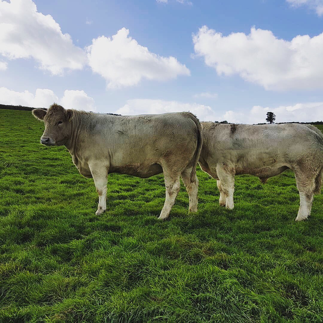 <a href="/TrefrawlFarm/">Trefrawl Farm</a>  is now selling G&amp;T! No, not that kind but this Angus X Charolais heifer called G&amp;T is equally a good mix. We are excited to launch our first direct beef sale and are taking pre-orders now! If you’re interested in some fantastic beef get in touch