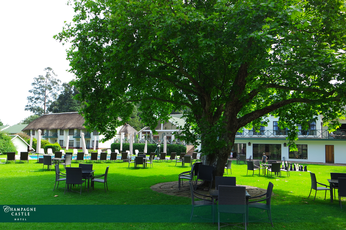 champagnecastle's tweet photo. During the summer months, this tree is a favourite spot for many, to escape the warm Drakensberg sun #senseofplace https://t.co/TISUxDiX2I