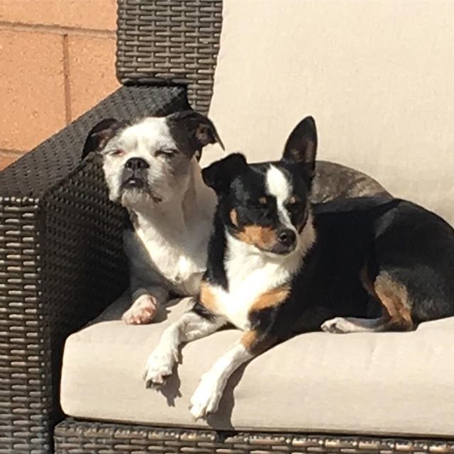 FunRunBox's tweet photo. #dogphotofriday Hope your Friday is as relaxing as it is for these two 🐶🐶 #doglife #sunbeam #relaxbeforeweekendrun #funrunbox #running https://t.co/TOulvNNtjQ