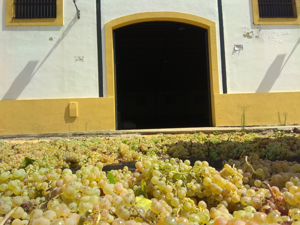 vinosalbarizas's tweet photo. Hemos decidido #Asolear parte de la #uva de nuestro #Bijuré_2018.
Un #Vino muy actual con guiños al pasado.
#vidueño fermentado en #Botas que han envejecido #Fino, #Amontillado y #Oloroso en nuestra #Bodega.
#Vendimia_2018 #Bijuré #Asoleo #CooperarivaAlbarizas #VinosdeAlbarizas https://t.co/3OQs1G6WXx