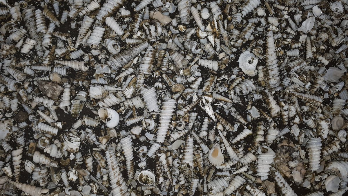 BlancaFiguerola's tweet photo. I'm always impressed when I go to collect very well preserved #fossils in Gatun formation! #Turritella #sharkteeth #Panama https://t.co/0Xg4nJFJ8g