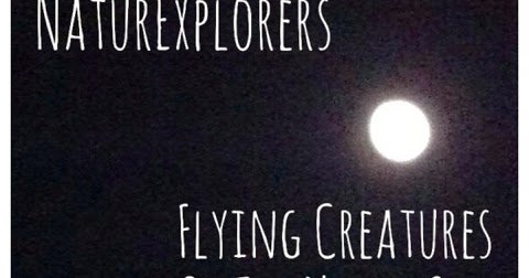 Flying Creatures of the Night Sky #NaturExplorers {Review} - bit.ly/2gBHXlh #homeschool @joyfulsocks