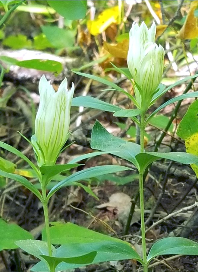 MammothCaveNP's tweet photo. Here's a late summer bloomer now showing. The Striped Gentian is an ultra uncommon find. Only a handful of their populations exist in the park.
Bumblebees ๐are known to occasionally sleep inside the tubular portion of the flowers. Looks comfy. ๐ค
#FindYourPark #FridayFeeling https://t.co/OZiPS6Bc1X