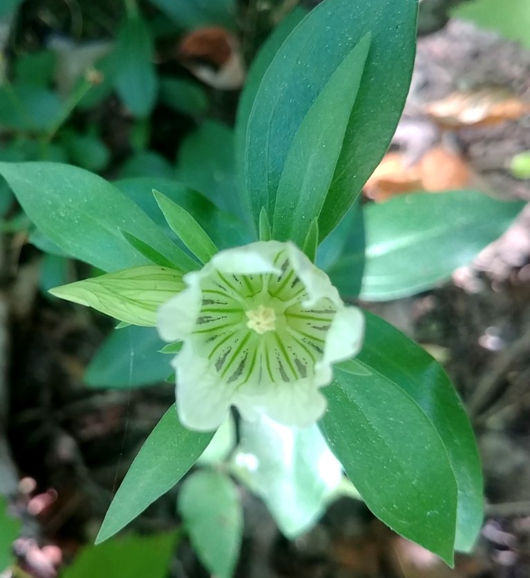 MammothCaveNP's tweet photo. Here's a late summer bloomer now showing. The Striped Gentian is an ultra uncommon find. Only a handful of their populations exist in the park.
Bumblebees ๐are known to occasionally sleep inside the tubular portion of the flowers. Looks comfy. ๐ค
#FindYourPark #FridayFeeling https://t.co/OZiPS6Bc1X