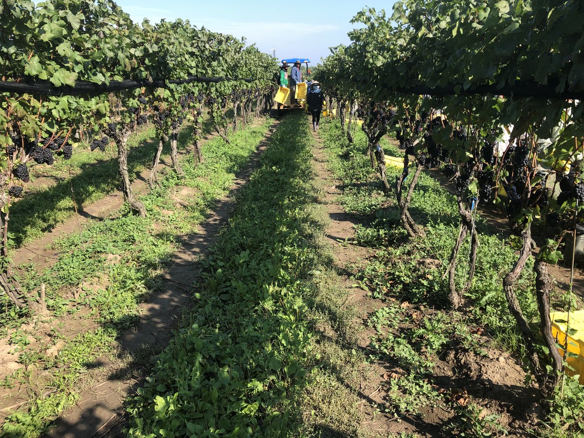 Glen_Elgin's tweet photo. After a couple of surprise bursts of rain and heavy downpours, waiting, and then excessive radar watching, the pick is finally underway! #harvest2018 at #Lowrey #Fiverows Pinot Noir for @Bachelder_wines https://t.co/Kq7GrzUtXn