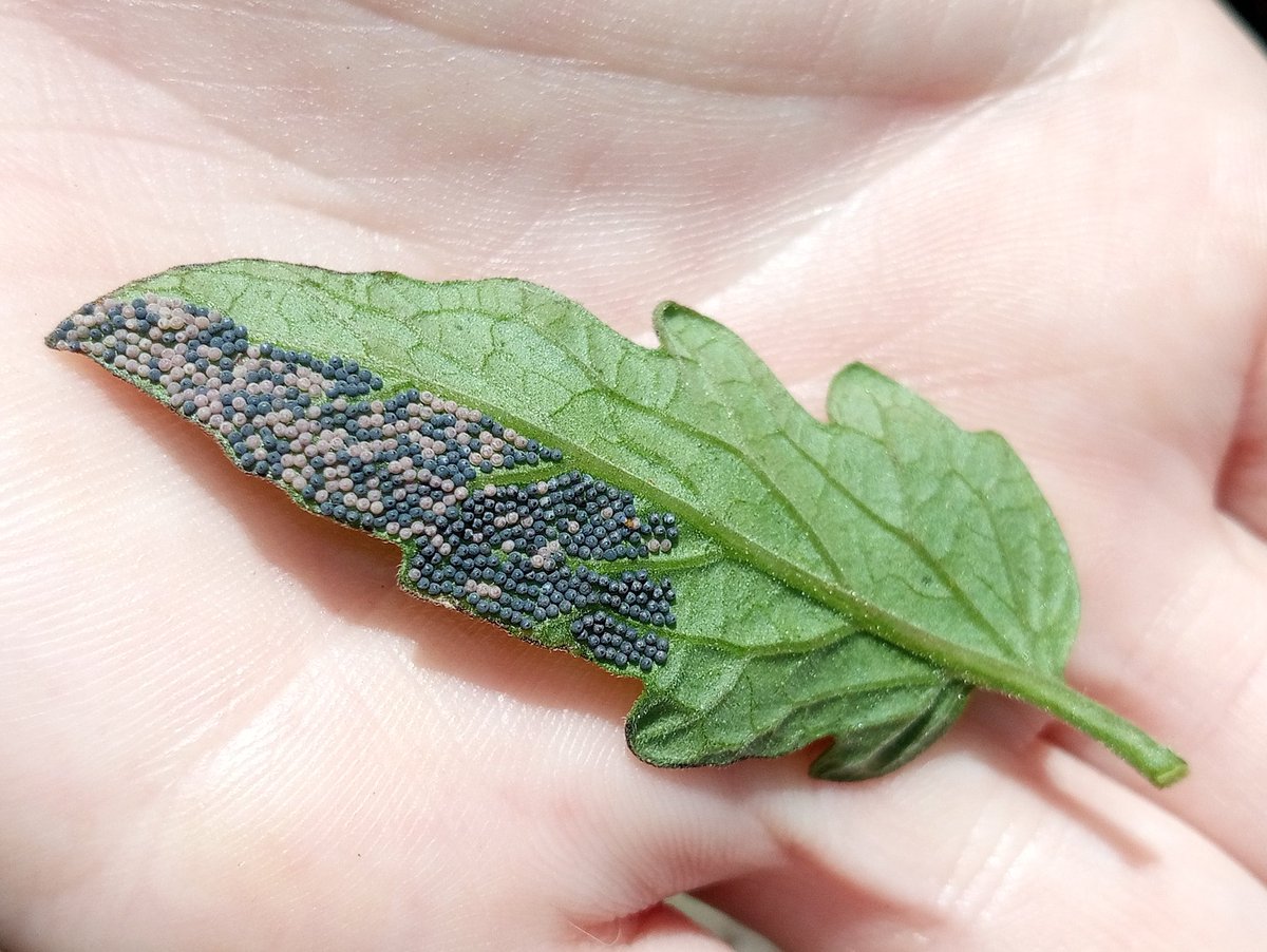 ApocalypsePlow's tweet photo. Something laid #eggs under one of the #tomato leaves.

#insecteggs #insects #outdoors #plantlyfe #gardening #green #grow #vegetablegardening https://t.co/foO98apgvo