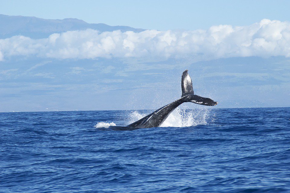 🐋 Quand un navigateur fait écouter du Rone...à des baleines 🐋 bit.ly/2Dlat60