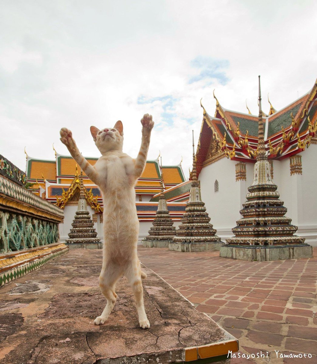 万歳🙌ばーんざい🙌

#ねこ #cat #猫 #猫色色 

#tachineko #東京カメラ部 #カメラ部  #立ち猫 #ねこ #猫 #neko #standingcat #cat #貓 #ネコ  #野良猫 #みんねこ #島猫 #舌猫 #catlover #catlove #catjump #catsofinstagram #catgram  #photo #instcat #catphoto #7catdays #neco #usa #uk