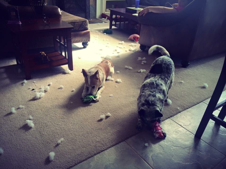 lildigs9's tweet photo. There’s seriously not a day that goes by that I don’t miss my baby https://t.co/vMMQnabB5q