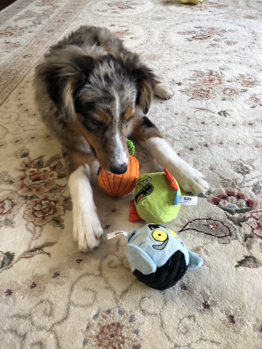 AlexisRevenant's tweet photo. @BarkShop  Dexter just can’t decide which Halloween toy he likes best! https://t.co/PdXt2NiyPD
