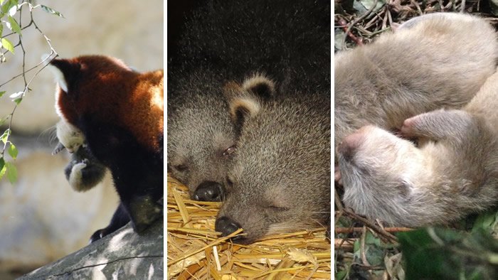 lyoncampus's tweet photo. Alerte naissances au zoo du Parc de la Tête d'Or 😍

Une bonne inspiration de balade pour ce week-end ensoleillé, parmi les nombreux bons plans LyonCampus pour profiter de la nature en ville dans la Métropole de #Lyon ! Par ici les idées 👉 https://t.co/hAniibBvew #labellevie https://t.co/4PIvynHdd3