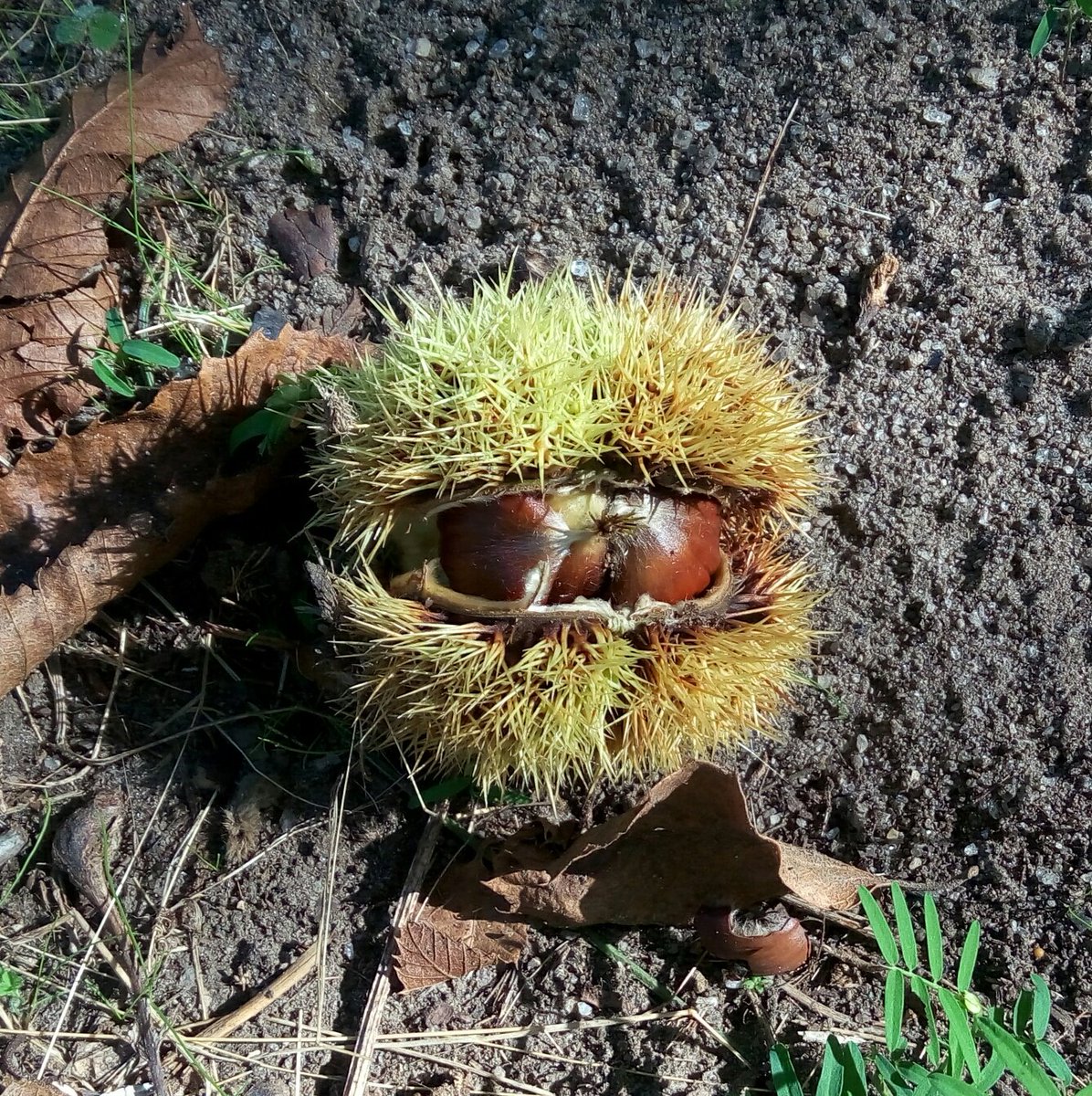 #riccio #lappa #castagne #chestnuts #monteamiata