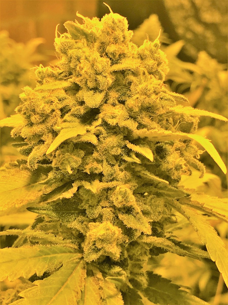 cbdathca's tweet photo. #btcthcusa #weed #thc #cryptoweed #extacts #shatter #co2 #oil #rso #rsooil #wax #vape #vapeweed #vapethc #liverosin #buythc #thcoil #thcoilcartridge #distillate #purethc #clearthc #clearthcdistillate #vapecartridge  #buyvapecarts #marijuana  #cannabis https://t.co/ZnYy7FUWc0