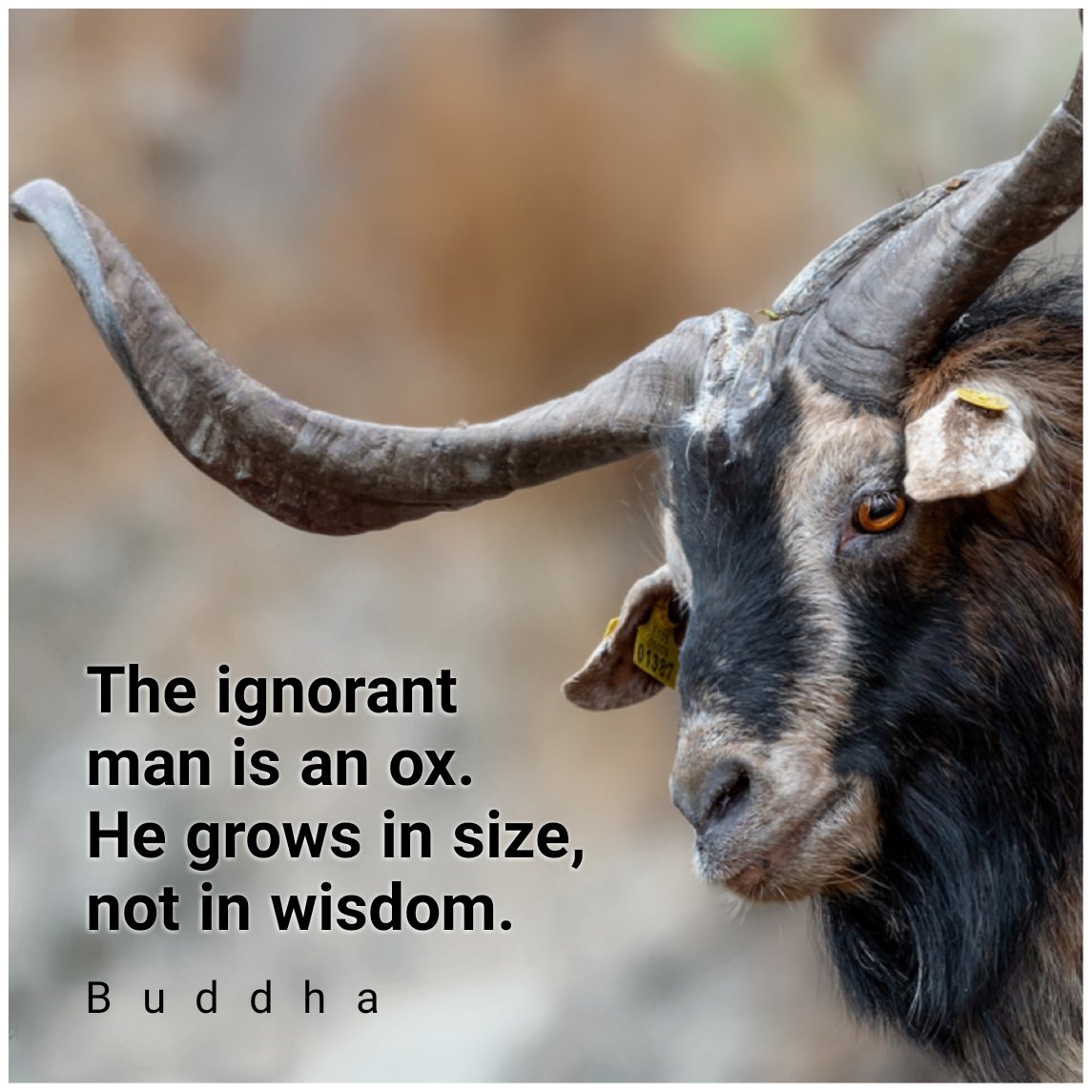 #art #quote #quotes #wisdom #words #inspire #inspiration #motivation #life #live #grateful #advice #katabijak #Buddha