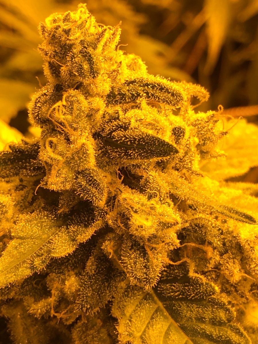 cbdathca's tweet photo. #btcthcusa #weed #thc #cryptoweed #extacts #shatter #co2 #oil #rso #rsooil #wax #vape #vapeweed #vapethc #liverosin #buythc #thcoil #thcoilcartridge #distillate #purethc #clearthc #clearthcdistillate #vapecartridge  #buyvapecarts #marijuana  #cannabis https://t.co/Ulex2UprJe