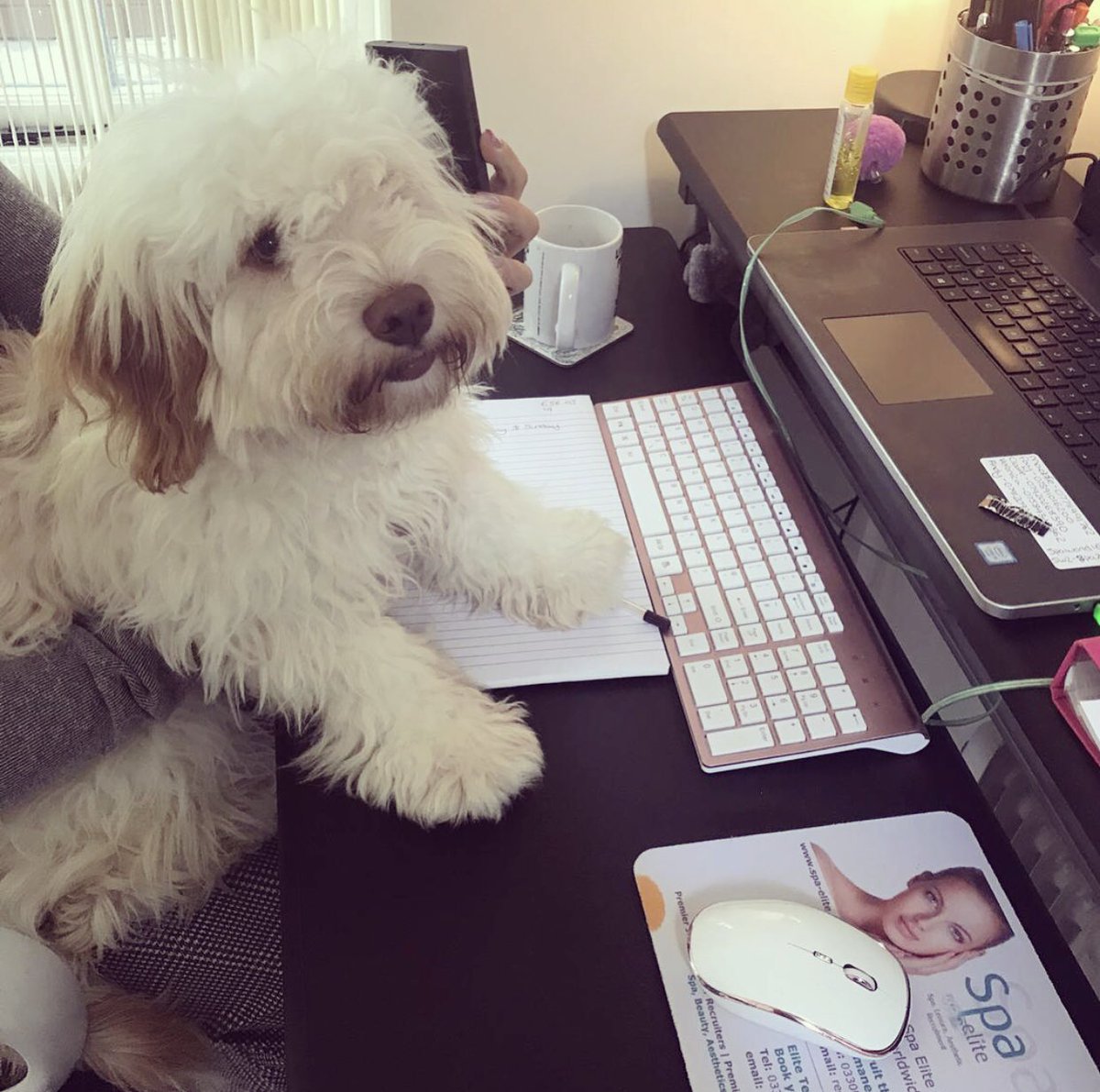 spaelite's tweet photo. Rosie (our part time office pup) is ready for a relaxing weekend of walkies and fetch after a busy day in the Spa Elite office! 🐶🐾 #SpaElite https://t.co/VlkMLwxDTZ