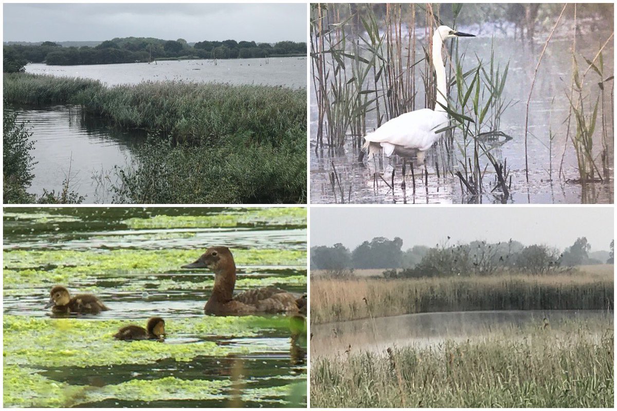 Graham White tweet media