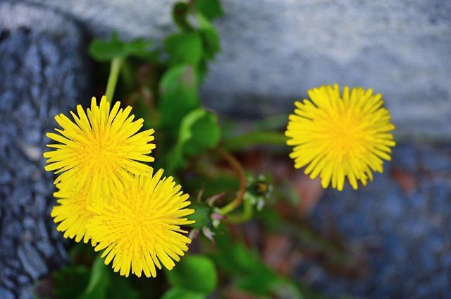 Takashi Iwasa たんぽぽ タンポポ ダンデライオン 花 野草 雑草 風景 自然 黄色 Dandelion Flowers Wildplants Weed Landscape Nature Naturephotography Yellow T Co Cz5d4m6zq9 T Co Fo4pceus4i