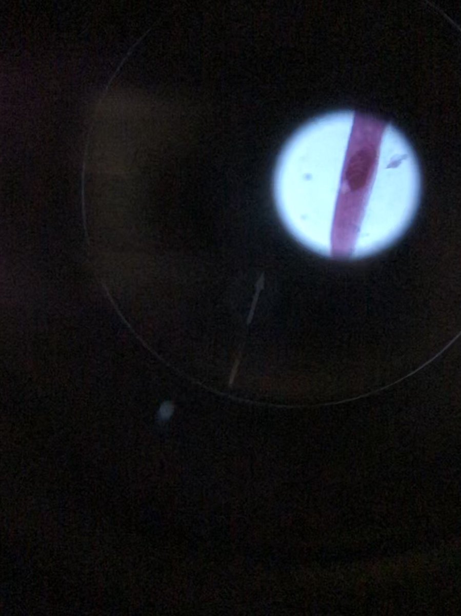 #microscopelab #paramecium #cells #organisms #classification <a href="/GRISHAM_MS/">Grisham MS</a> <a href="/RRISD_science/">RRISD Science</a>