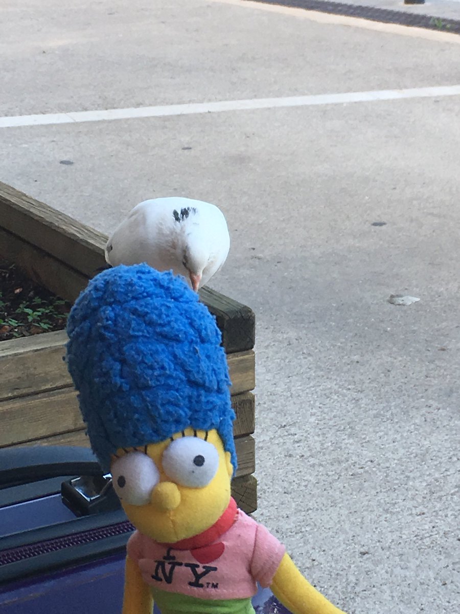 AjsMarge's tweet photo. Oi get off my hair bird creature https://t.co/OfMNpXKuBv