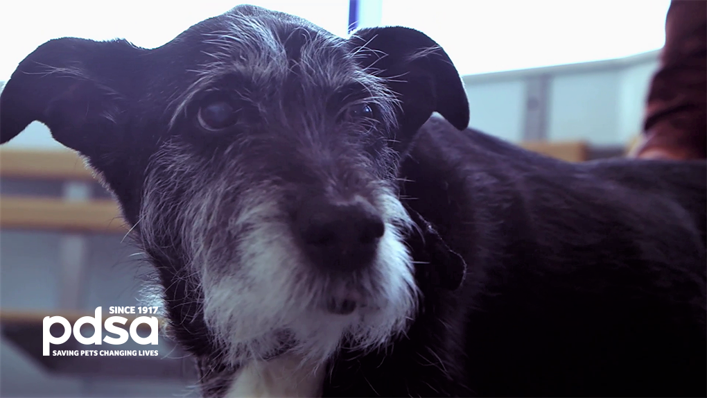PDSA_HQ's tweet photo. We'd just like to take a moment to appreciate this dog's beard. #ThePeoplesVet #Dogbeard @Channel4 ๐ถ https://t.co/spixyuBPF0