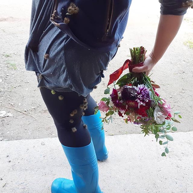 Why oh why did I name my farm The Humble Burdock??!! 😂😂😂 Because burdock is the newest fashion trend!
Have a Happy Friday!!!
.
.
.
#happyfriday #canadiangrownflowers #burdock #humbleburdockfarms #farmerflorist #flowerfarm #farmerfashion ift.tt/2PVJVd7