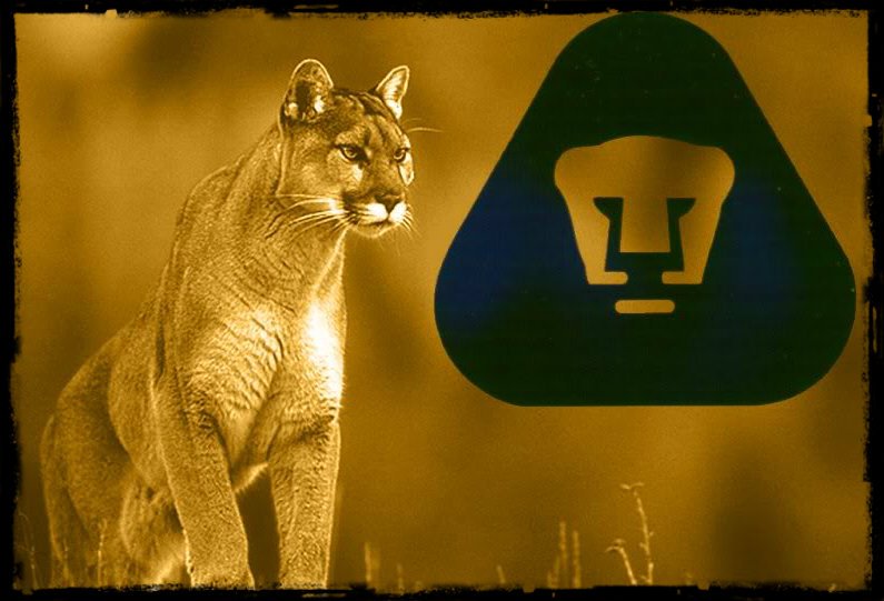puma de la unam