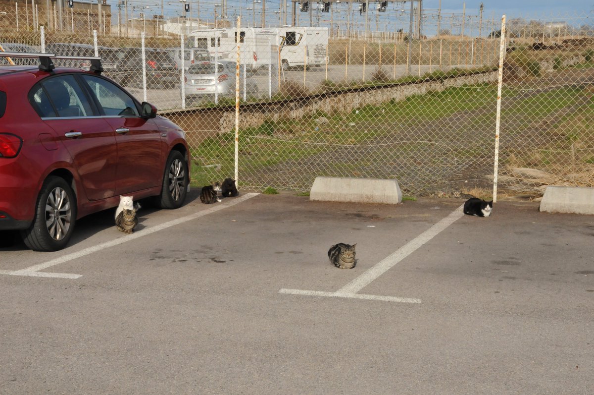VicariousBooks's tweet photo. Caturday Brain Buster: How many cats do you see in this photo?

#France #CatsOfTwitter #Caturday #Cats #motorhome #vanlife #ontheroad #travel #Aires #VicariousView #GoMotorhoming https://t.co/mNDSPA33fV