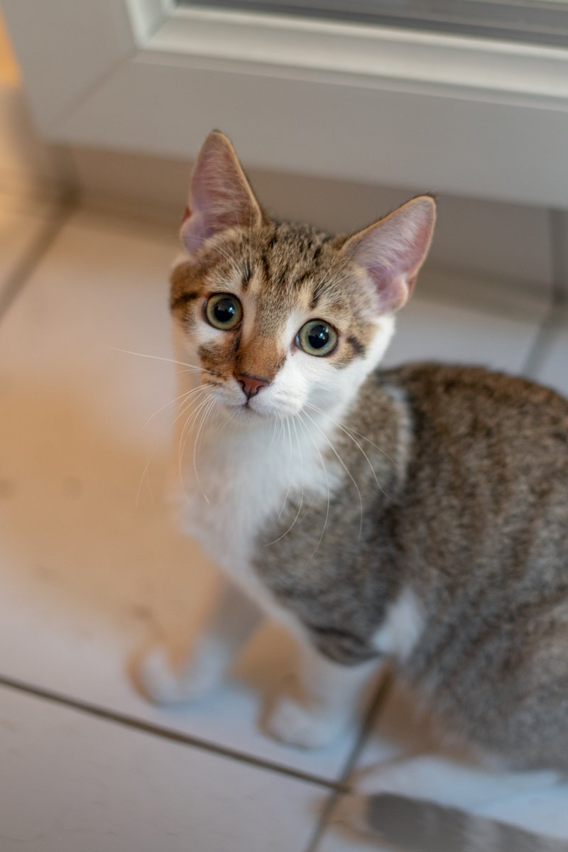 AssociationPBL's tweet photo. 🐱A L'ADOPTION : BERLIN 🐱
Après avoir frôlé la mort ce joli chaton de 4 mois est une machine à ronron qui cherche une famille aimante chez qui jouer et (beaucoup) manger ! 🐈
Pour plus d'infos sur Berlin 👉https://t.co/ccwfXl2rQe https://t.co/l6GUVGJHQe