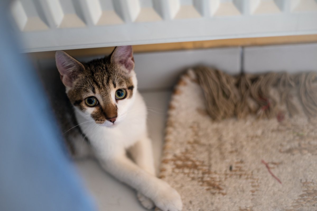 AssociationPBL's tweet photo. 🐱A L'ADOPTION : BERLIN 🐱
Après avoir frôlé la mort ce joli chaton de 4 mois est une machine à ronron qui cherche une famille aimante chez qui jouer et (beaucoup) manger ! 🐈
Pour plus d'infos sur Berlin 👉https://t.co/ccwfXl2rQe https://t.co/l6GUVGJHQe