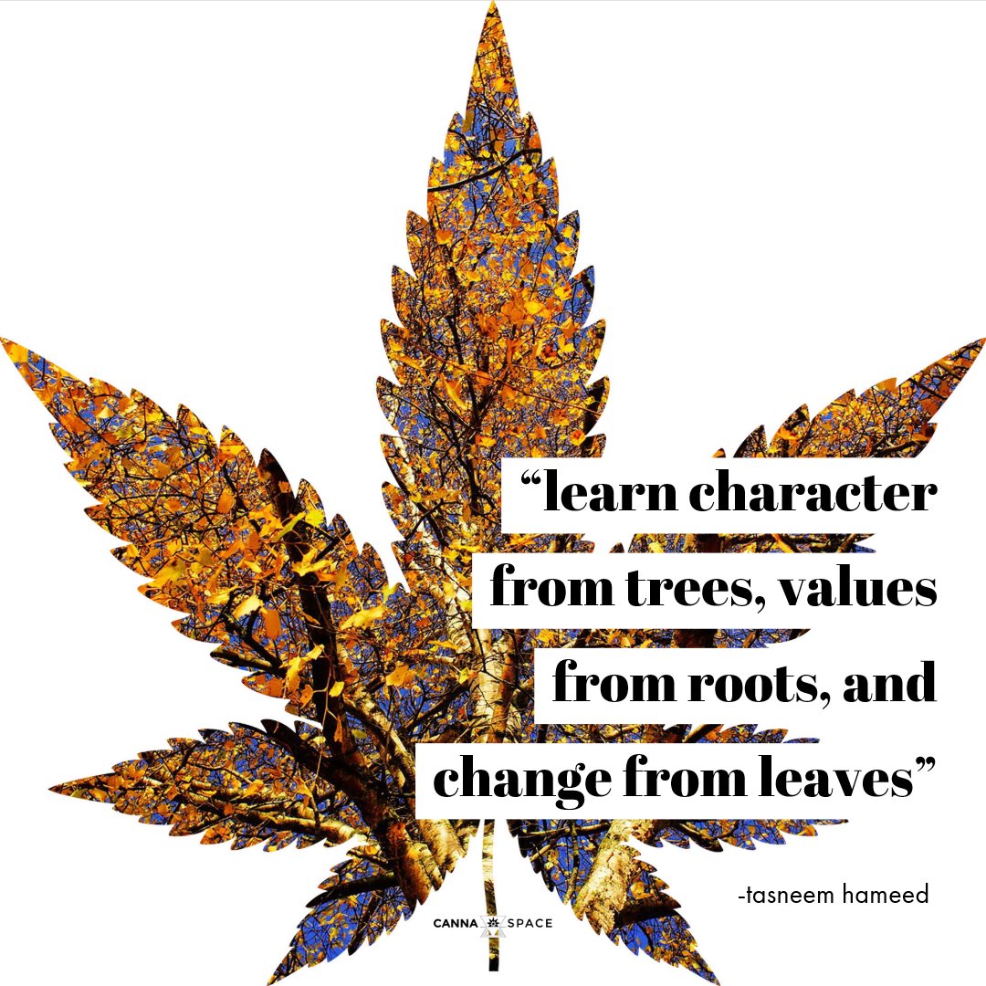 thecannaspace's tweet photo. happy soon to be fall and may we all grow so tall 🍁🌳🌿 #fall #leaf  #tree #roots #change #growth #character #motivational #quoteoftheday #picoftheday #cannabis #marijuana #pot #potleaf #weed #ganja #thc #higherthoughts #vibehigh #high #vibrations #stoned #maryjane #highculture https://t.co/5tC10o4esW