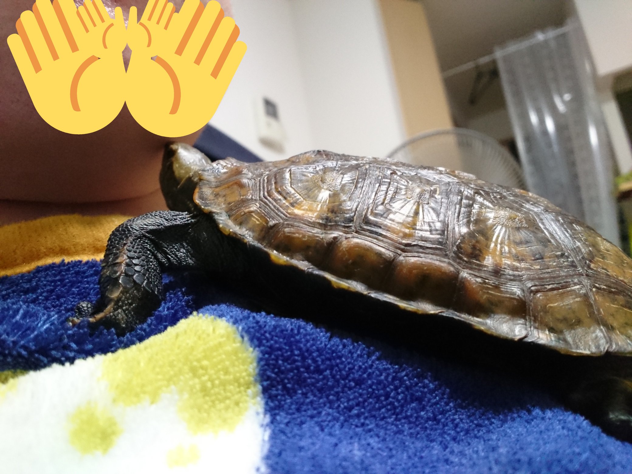 かめた 人にな ついてる亀を飼ってる人に聞きたいんですが そちらの亀って人の体登ってきて最終的に喉に顔を押し付ける行動をとりますか かめただけの行動な のか 他の亀たちも同じなのか知りたいです イシガメ ニホンイシガメ 亀 T Co