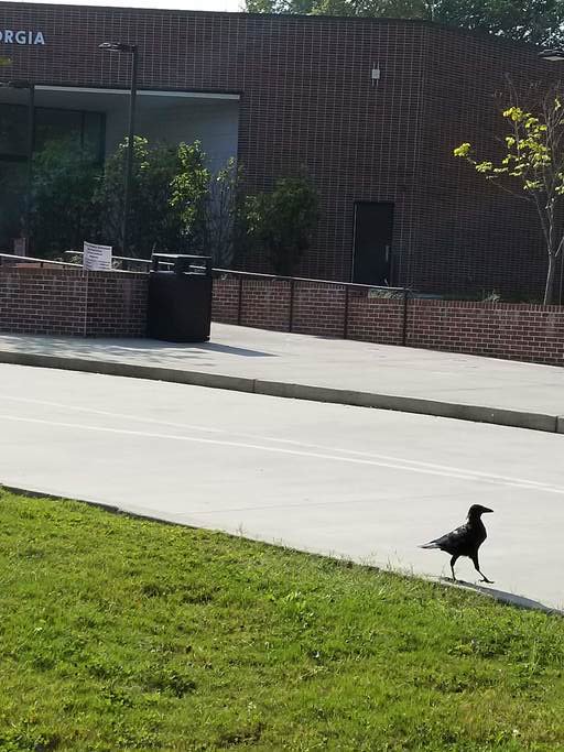 samanthagc's tweet image. thanks to #KrogerCo! #FuelPointsForDays #Ad #MyMagazineSharing I get to see a crow going mymagazinesharing.us