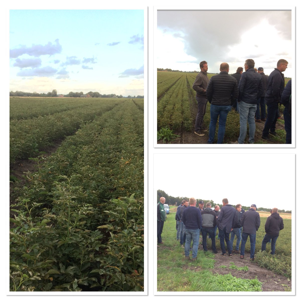 Cultuurgroep bij perceel met onderstammen (o.a. Rosa laxa). Over 3 jaar verkoopbare roos!