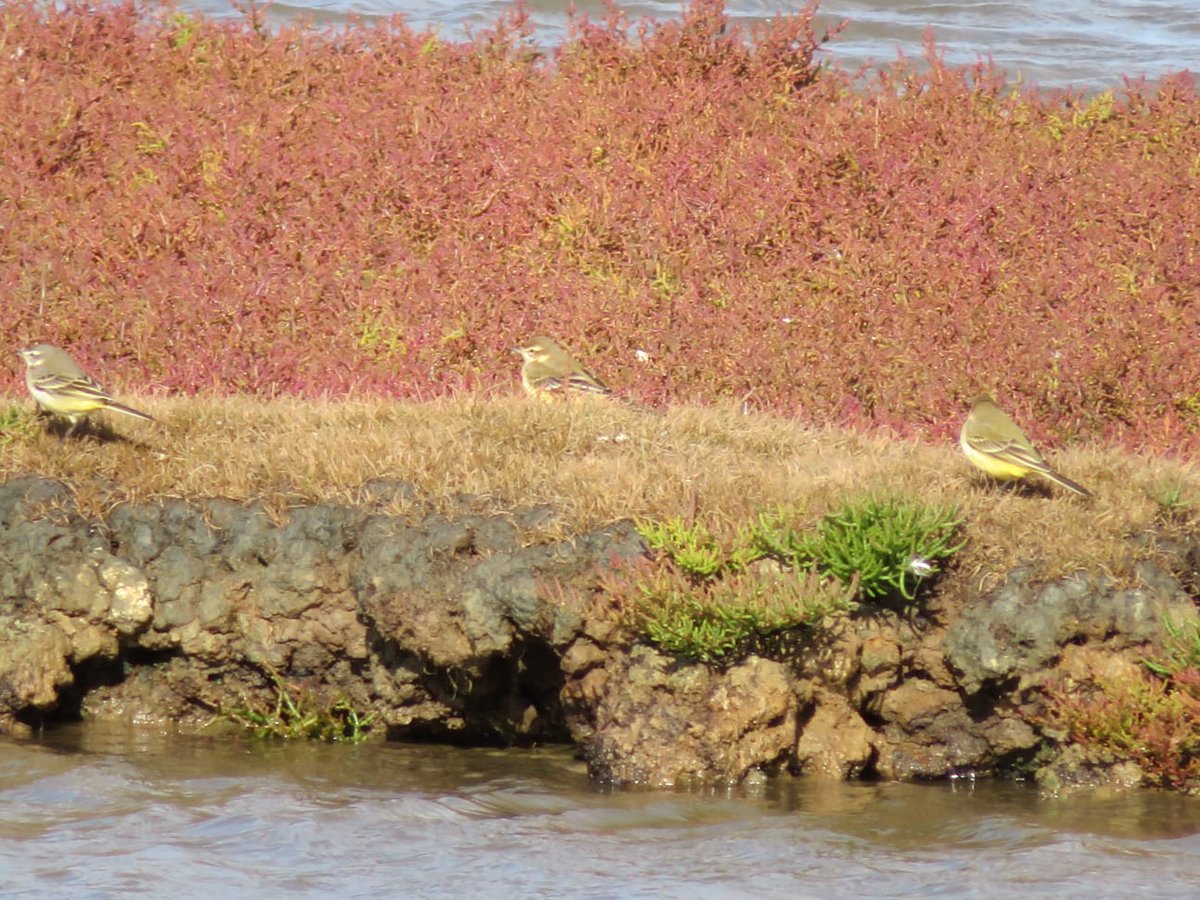 A very windy 3_4 hrs this morning at rspb Lodmoor while hoping for a view of the spotted crake :-( but was nice to meet so many other birders there,  but a few bits to keep us looking <a href="/RSPBWeymouth/">RSPB Weymouth Wetlands</a> <a href="/NatureofDorset/">Nature of Dorset</a> <a href="/DorsetBirdClub/">Dorset Bird Club</a> <a href="/SightingDOR/">Dorset Wildlife Spot</a> <a href="/NatureUK/">NatureUK</a> @wildlife_uk