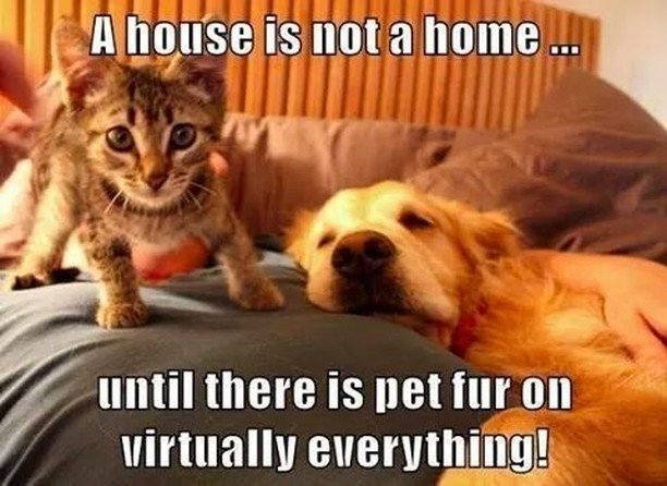 themoneystore's tweet photo. Some home decorating brought to you by your furry friends. https://t.co/582TCiO96J https://t.co/Ye4adl45ph