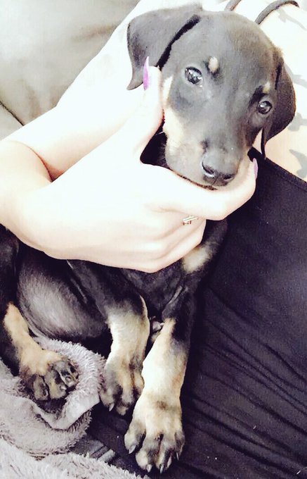 So this happened yesterday 😍 Meet my newest baby, Dozure 🖤🐾 #DozuretheDobermann https://t.co/9sQDWuk<a href="/tag/dozurethedobermann"class="tags"><span>#dozurethedobermann</span></a>