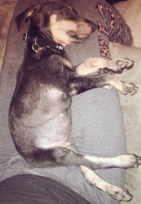 So this happened yesterday 😍 Meet my newest baby, Dozure 🖤🐾 #DozuretheDobermann https://t.co/9sQDWuk<a href="/tag/dozurethedobermann"class="tags"><span>#dozurethedobermann</span></a>