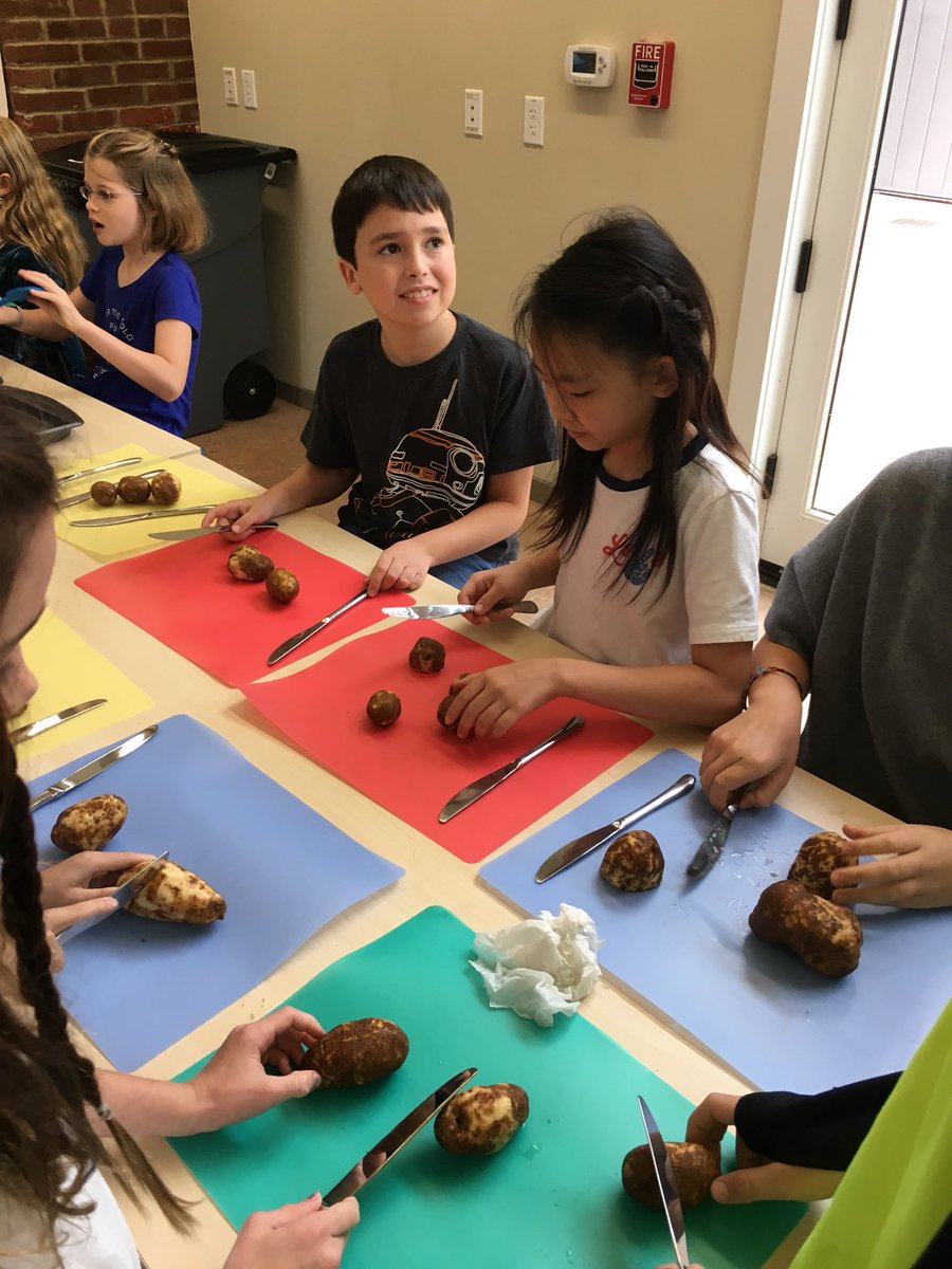 briebdaley's tweet photo. 4A harvested potatoes from our LS garden yesterday. It’s time to cut them up and roast them! #learningkitchen @FCSLightLab https://t.co/c6tj7dOesV