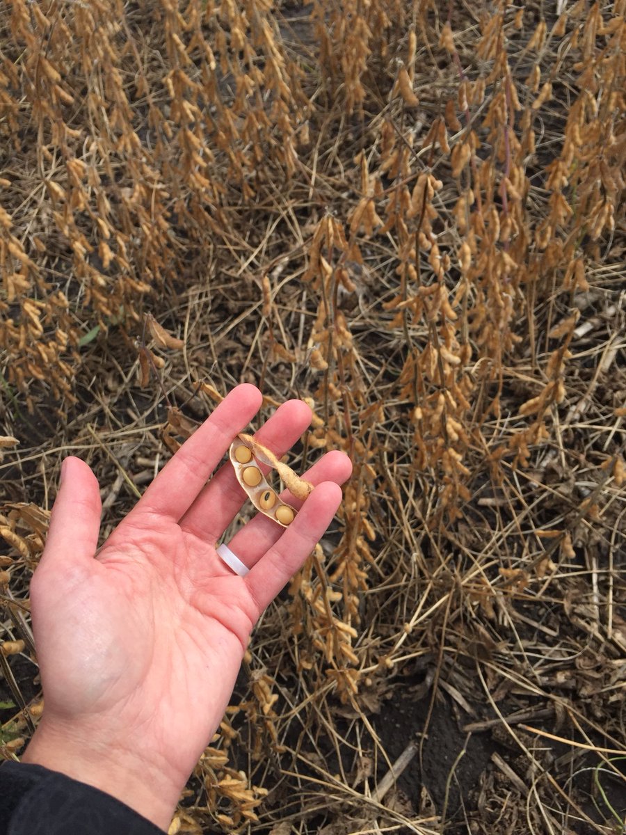 thatwhitcra's tweet photo. 4 bean pods everywhere on GH1486X. 🙌🏼 https://t.co/WeuM36yBBC