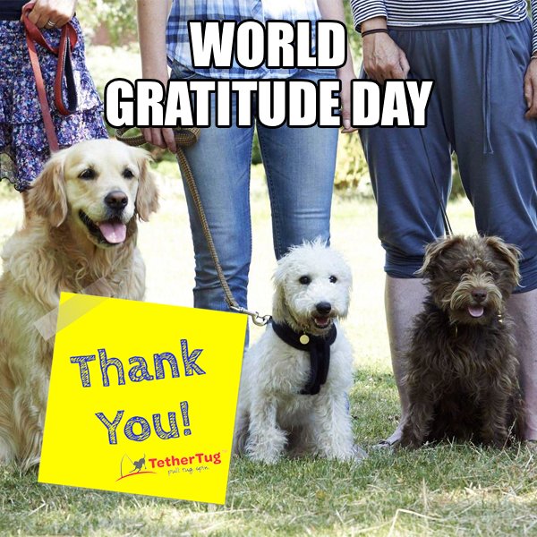 TetherTug's tweet photo. ⭐️ ⭐️ ⭐️ ⭐️ ⭐️ Today we would like to give all of you, our followers, FIVE STARS for being so supportive and helpful in our process to make dogs healthy, happy, and entertained. #WorldGratitudeDay #FanFriday #dogsoftwitter #dogtoys #dogsatplay #activedogs #tethertug https://t.co/y7l76y7JMz
