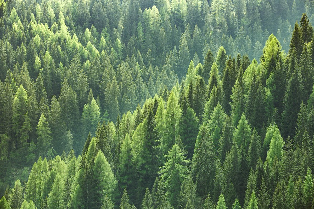 SOLEFinancial's tweet photo. Going green is easy with sustainability partners like @EarthDayNetwork! 🌲🌏♻️ We just planted 3,700 trees with them in honor of our clients who’ve recently switched to 100% direct deposit. https://t.co/udOfI8Bcre