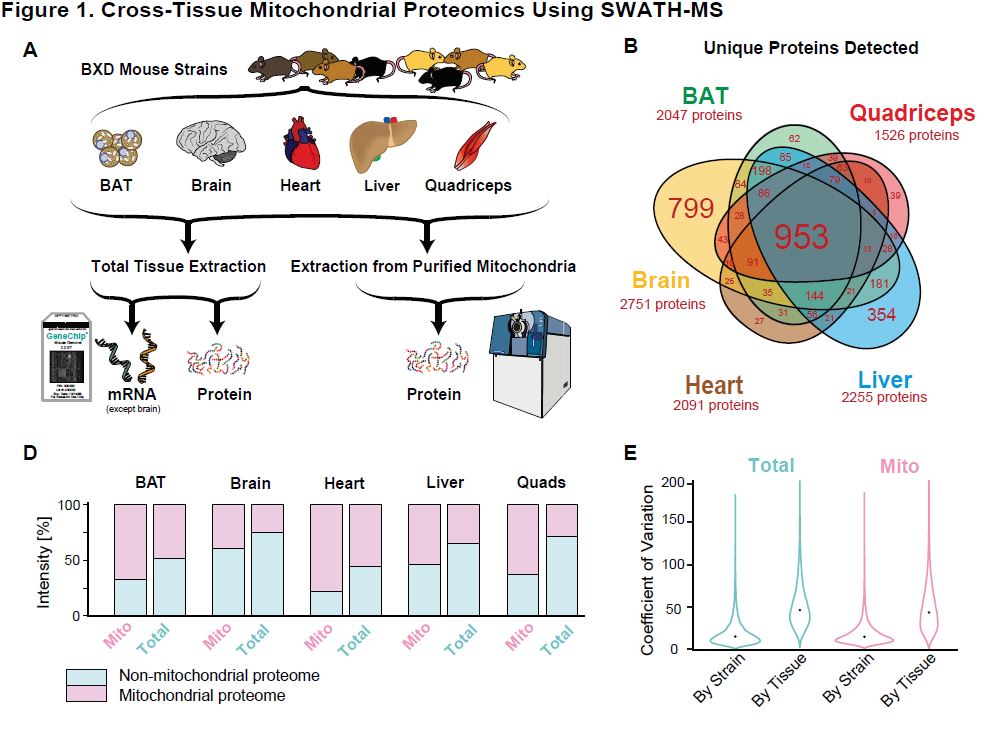 molcellprot's tweet photo. A September #ResearchHighlight: Quantifying and localizing the mitochondrial proteome across 5 tissues in a mouse population. | https://t.co/zSTcP5K8pk | #SWATHMS https://t.co/7SxSZwcY2m