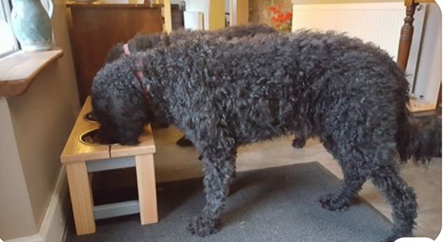 lovehounds7's tweet photo. These fantastic pair of #doodles from #elgin are Ghillie and Bonnie & their dad chose the #popular #grey to #colourcoordinate with the carpet and soft furnishings and made sure their bowls were nice and secure! @saltaire_securi π #labradoodles #dogfood #cleanfloor https://t.co/NhaXyOpbSy